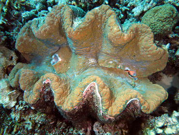 Giant Clam - Tridacna gigas - Great Barrier Reef, Australia