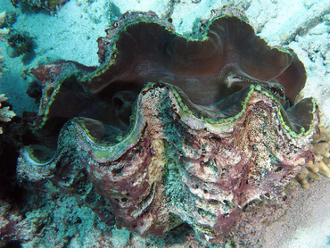 Giant Clam - Tridacna gigas - Great Barrier Reef, Australia