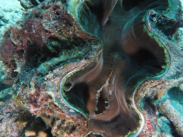 Giant Clam - Tridacna gigas - Great Barrier Reef, Australia