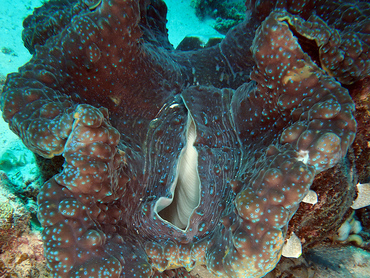 Giant Clam - Tridacna gigas - Great Barrier Reef, Australia