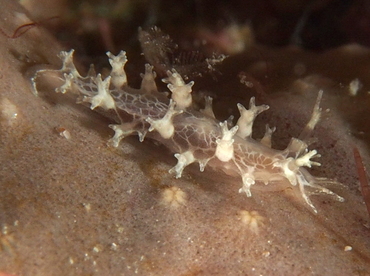 Crisscross Tritonia - Tritonicula bayeri - Palm Beach, Florida