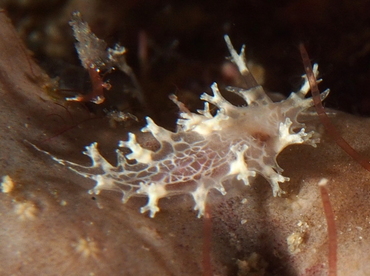 Crisscross Tritonia - Tritonicula bayeri - Palm Beach, Florida