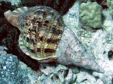 Triton's Trumpet - Charonia tritonis - Big Island, Hawaii