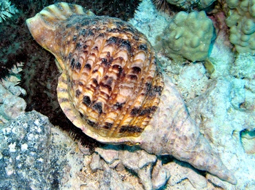 Triton's Trumpet - Charonia tritonis - Big Island, Hawaii