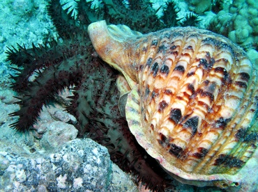 Triton's Trumpet - Charonia tritonis - Big Island, Hawaii