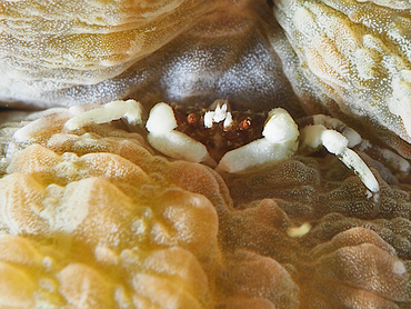Troglocarcinus corallicola - Troglocarcinus corallicola - Bonaire