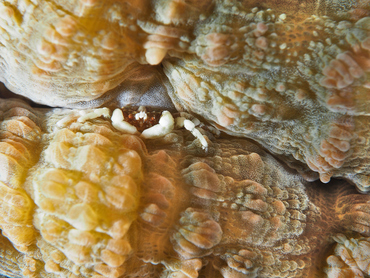Troglocarcinus corallicola - Troglocarcinus corallicola - Bonaire
