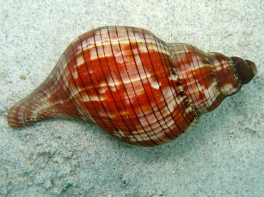 True Tulip - Fasciolaria tulipa - St Thomas, USVI