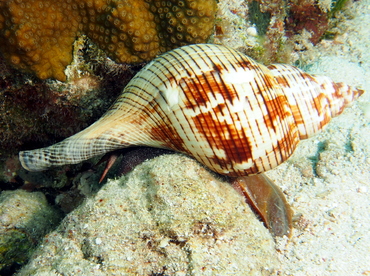 True Tulip - Fasciolaria tulipa - The Exumas, Bahamas