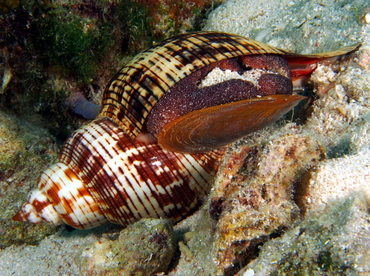 True Tulip - Fasciolaria tulipa - The Exumas, Bahamas