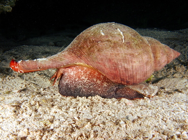 True Tulip - Fasciolaria tulipa - Eleuthera, Bahamas