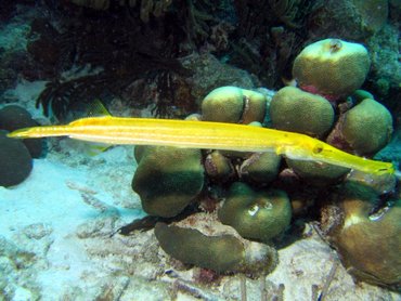 Trumpetfish - Aulostomus maculatus - Bonaire