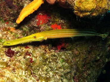 Trumpetfish - Aulostomus maculatus - Cozumel, Mexico