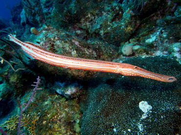 Trumpetfish - Aulostomus maculatus - Turks and Caicos