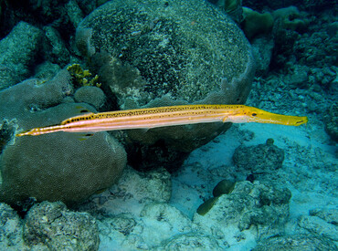 Trumpetfish - Aulostomus maculatus - Bonaire