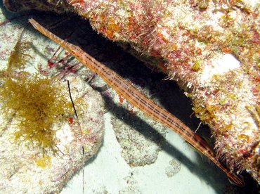 Trumpetfish - Aulostomus maculatus - Isla Mujeres, Mexico