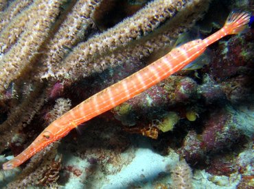 Trumpetfish - Aulostomus maculatus - Bonaire