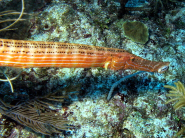 Trumpetfish - Aulostomus maculatus - Belize