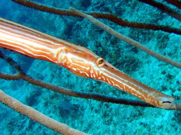 Trumpetfish - Aulostomus maculatus - Turks and Caicos