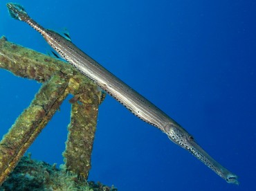Trumpetfish - Aulostomus maculatus - Grand Cayman