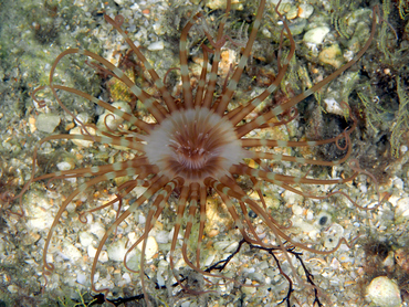 Lavander Tube-dwelling anemone -  - Blue Heron Bridge, Florida