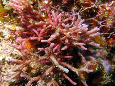 Tubular Thicket Algae - Galaxaura sp. - Roatan, Honduras