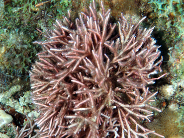 Tubular Thicket Algae - Galaxaura sp. - Palm Beach, Florida