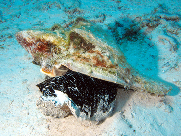West Indian Chank - Turbinella angulata - Cozumel, Mexico