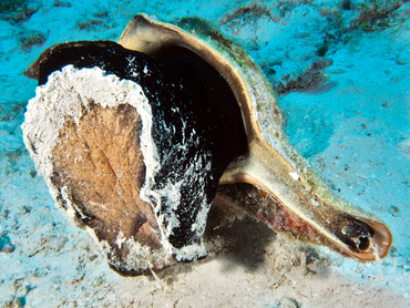 West Indian Chank - Turbinella angulata - Cozumel, Mexico
