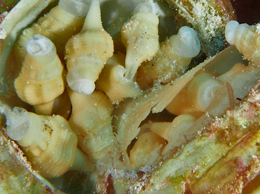 West Indian Chank - Turbinella angulata - Cozumel, Mexico