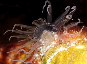 Tutle Grass Anemone - Bunodeopsis globulifera - Bonaire