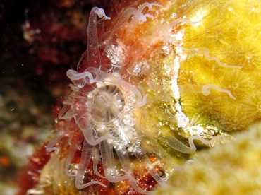 Tutle Grass Anemone - Bunodeopsis globulifera - Bonaire