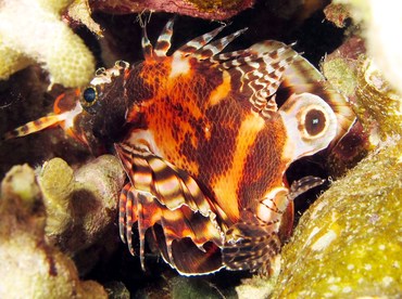 Twinspot Lionfish - Dendrochirus biocellatus - Yap, Micronesia