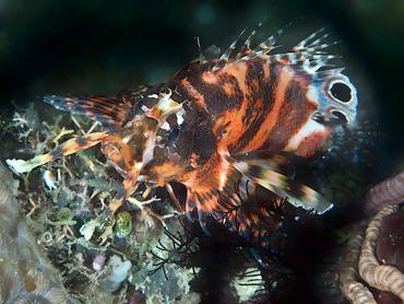 Twinspot Lionfish - Dendrochirus biocellatus - Komodo, Indonesia