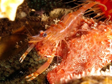 Two Claw Shrimp - Brachycarpus biunguiculatus - Bonaire