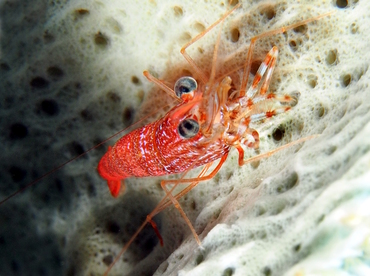 Two Claw Shrimp - Brachycarpus biunguiculatus - Belize