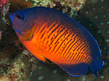 Two-Spined Angelfish - Centropyge bispinosa - Wakatobi, Indonesia