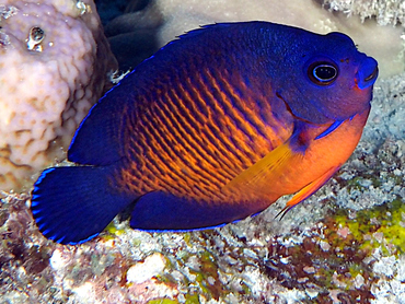 Two-Spined Angelfish - Centropyge bispinosa - Great Barrier Reef, Australia