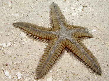 Two-Spined Sea Star - Astropecten duplicatus - Belize