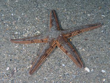 Two-Spined Sea Star - Astropecten duplicatus - Blue Heron Bridge, Florida