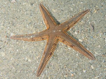 Two-Spined Sea Star - Astropecten duplicatus - Blue Heron Bridge, Florida