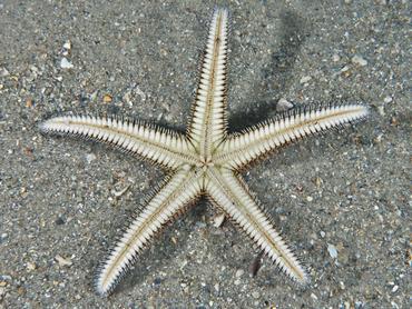 Two-Spined Sea Star - Astropecten duplicatus - Blue Heron Bridge, Florida