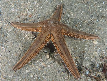 Two-Spined Sea Star - Astropecten duplicatus - Blue Heron Bridge, Florida
