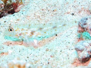 Twospot Sandgoby - Fusigobius duospilus - Maui, Hawaii