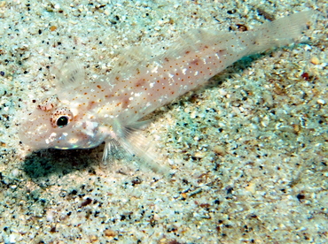 Twospot Sandgoby - Fusigobius duospilus - Big Island, Hawaii