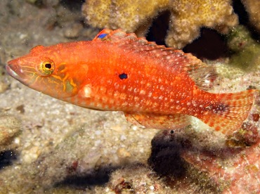 Twospot Wrasse - Oxycheilinus bimaculatus - Maui, Hawaii