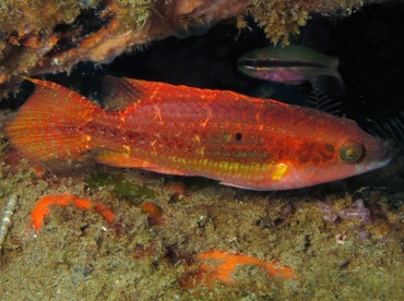 Twospot Wrasse - Oxycheilinus bimaculatus - Dumaguete, Philippines