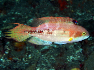 Twospot Wrasse - Oxycheilinus bimaculatus - Bali, Indonesia