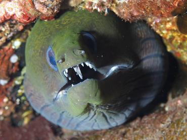 Undulated Moray Eel - Gymnothorax undulatus - Bali, Indonesia