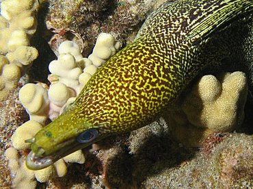 Undulated Moray Eel - Gymnothorax undulatus - Big Island, Hawaii